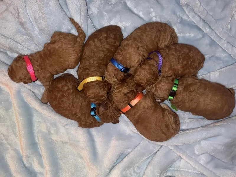 BK3 Miniature Goldendoodles