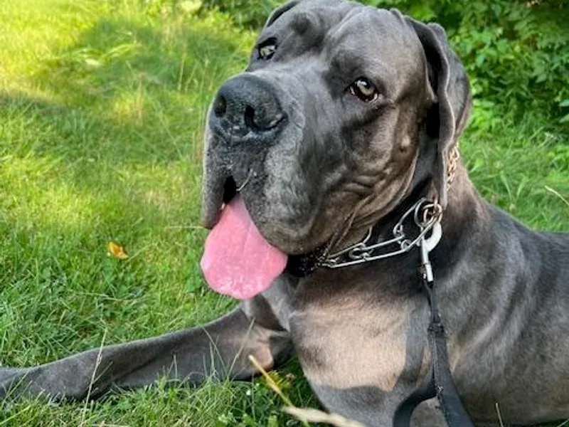 BkB’s House of Danes