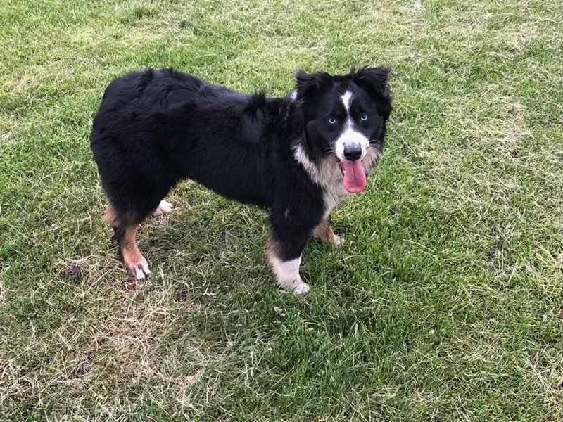 BL Black Family Australian Shepherds