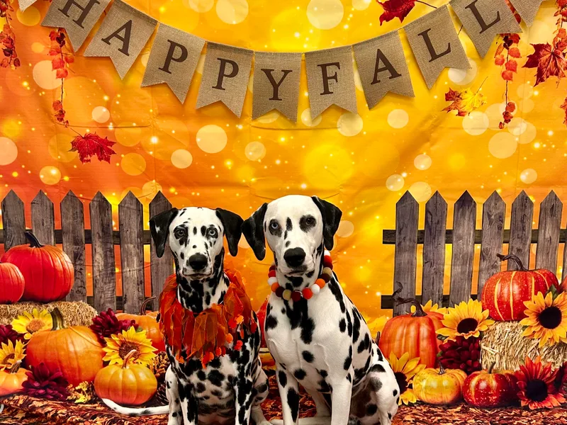 Black &amp; White Pack Dogs