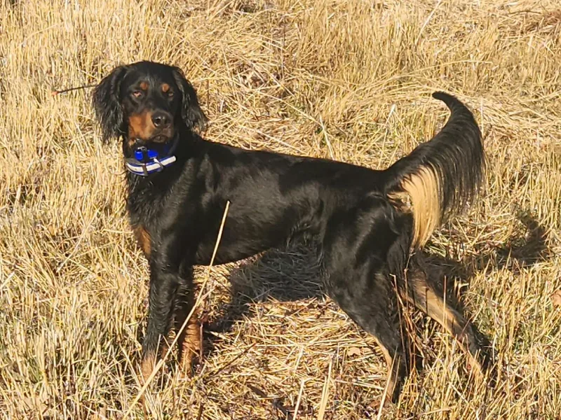 Black and Tan Tail Feathers