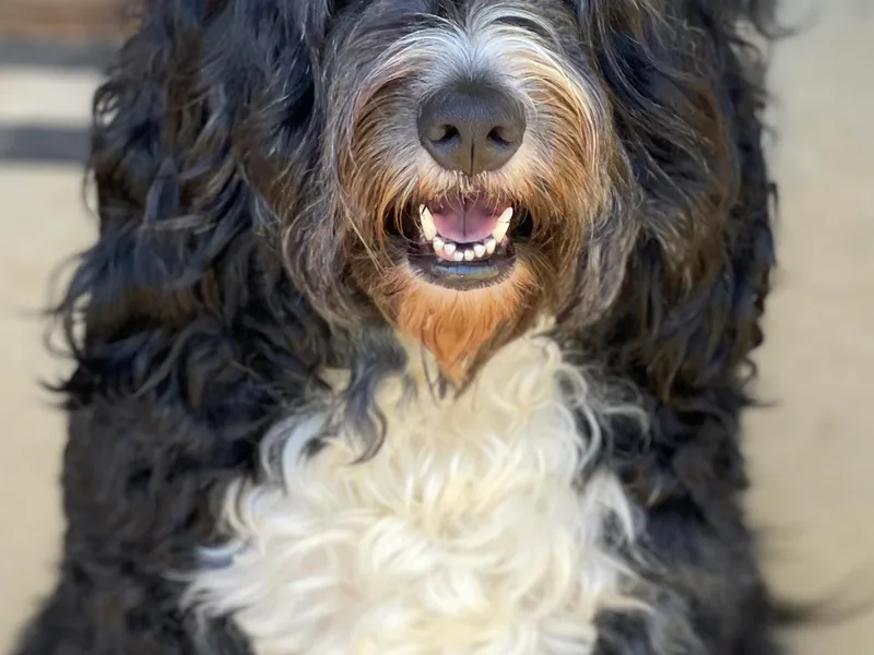 Black Barn Bernedoodles