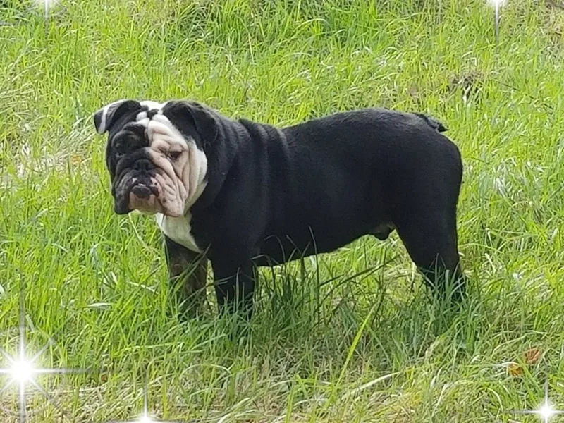 Black Bear Bullies