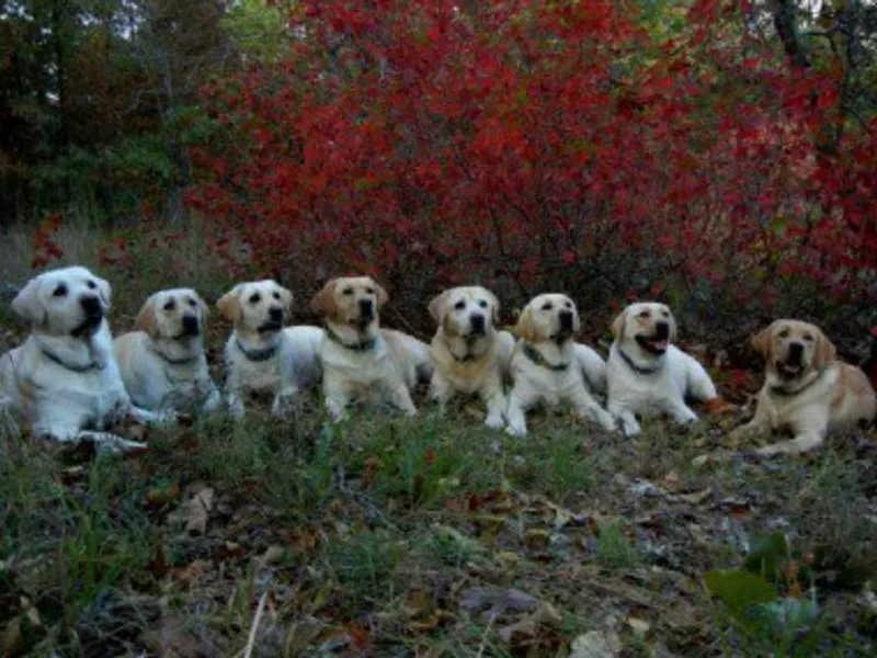 Black Bear Ridge Labradors
