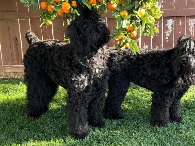 Black Beard Black Russian Terriers