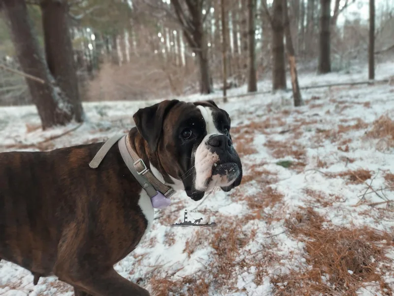 Black Beauties Boxers