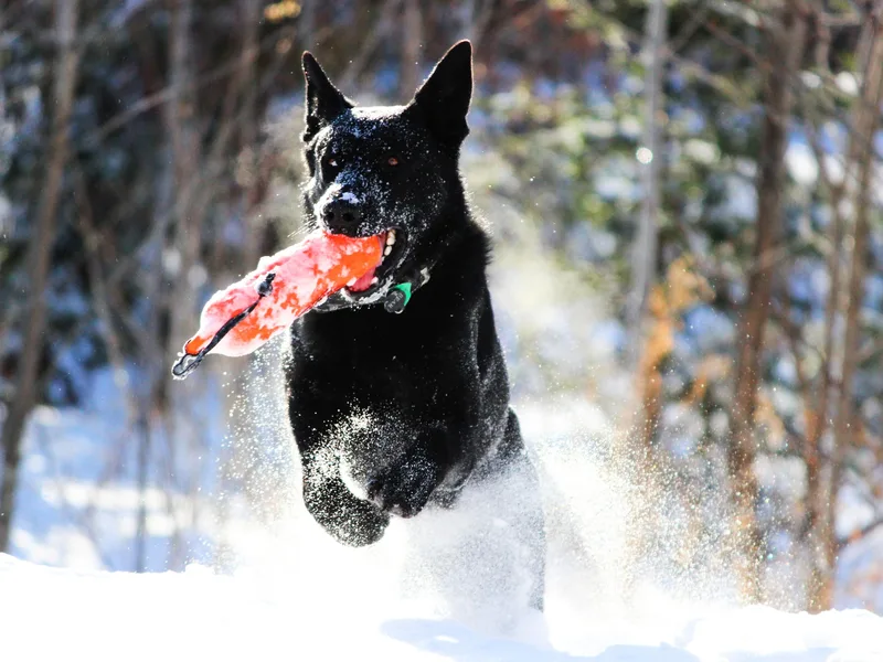 Black Beauty Shepherds