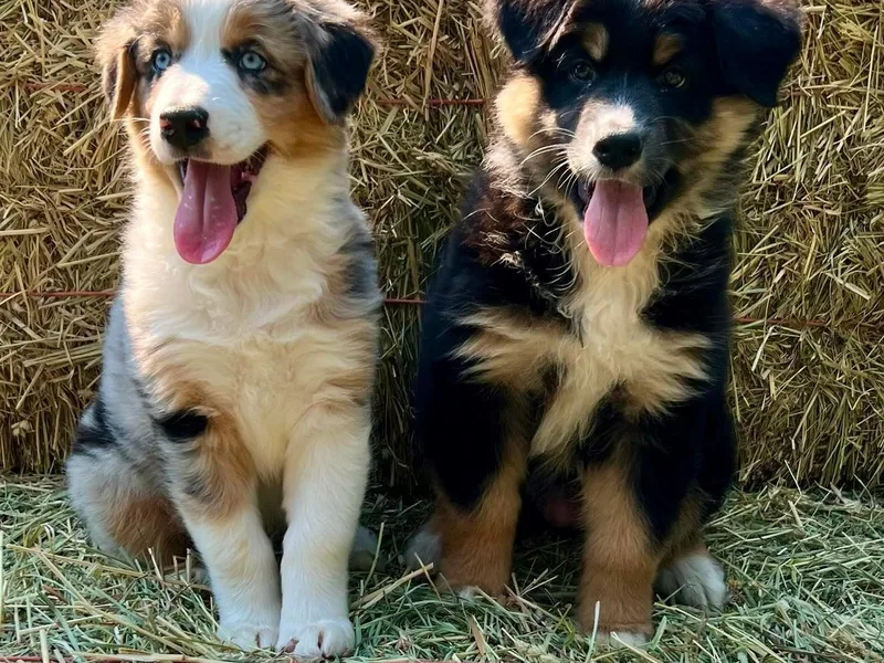 Black Canyon Corral Aussies