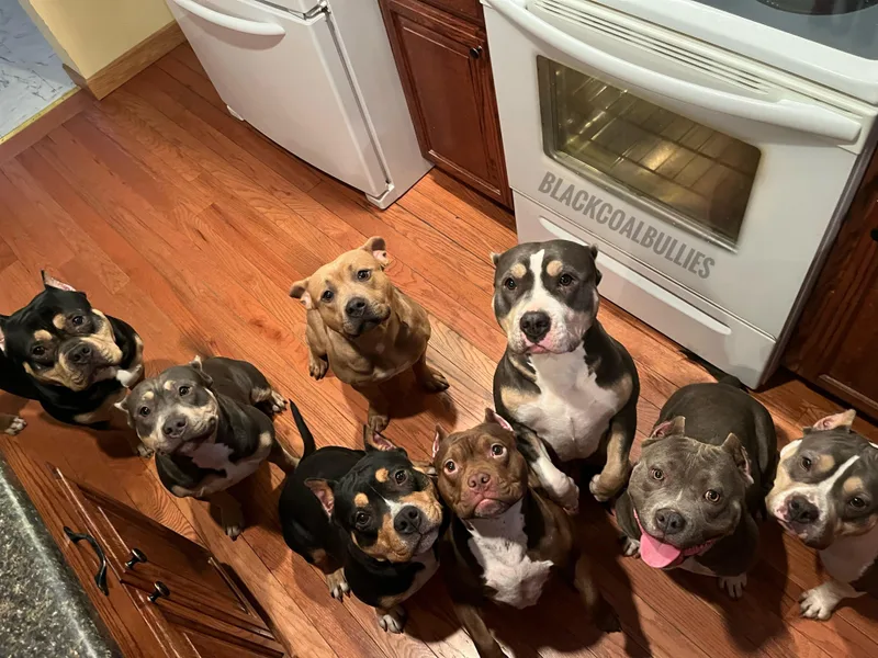 Black Coal Bullies