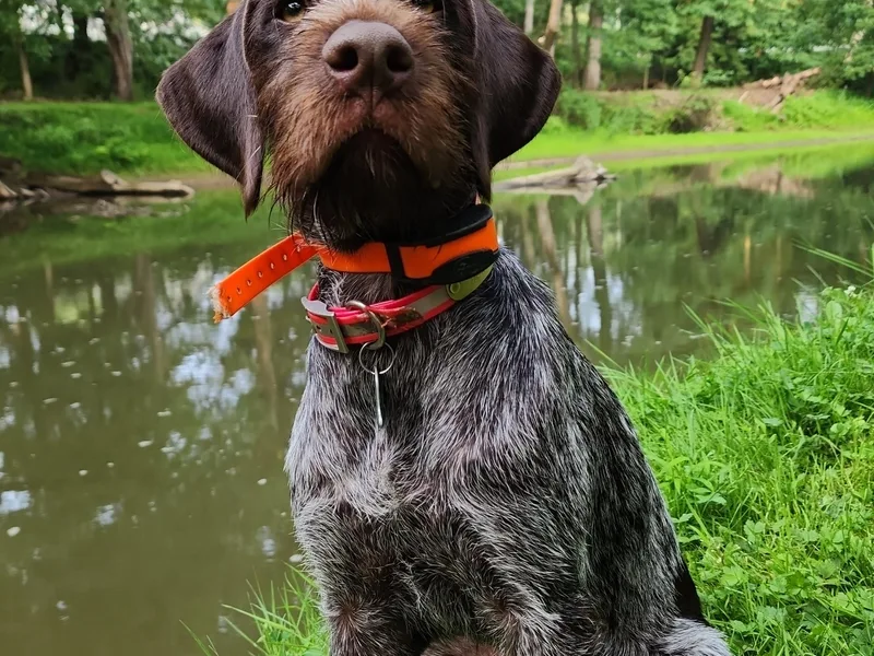 Black Creek GWP