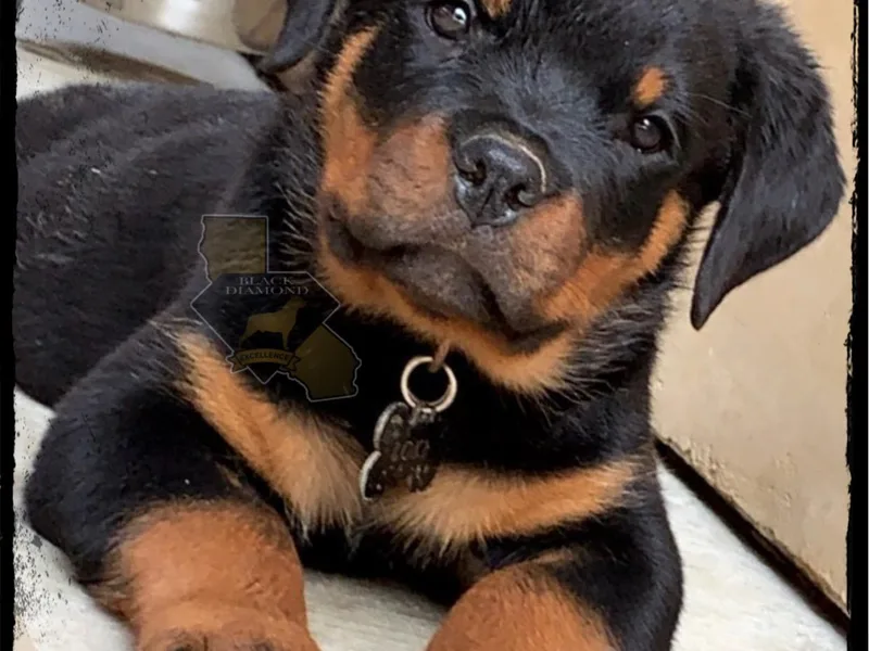 Black Diamond Excellence rottweiler kennel