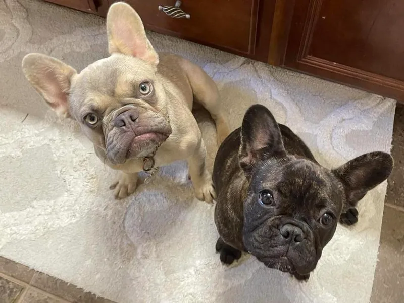 Black Diamond Frenchies