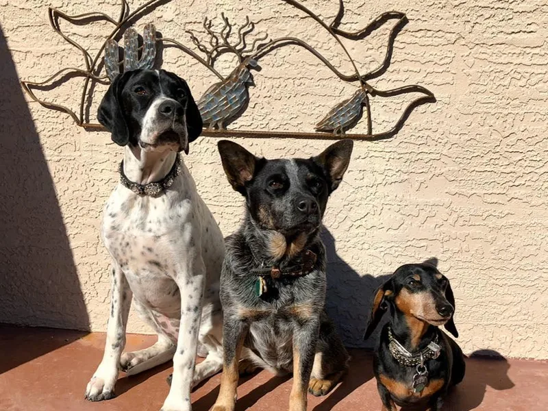 Black Diamond Pointers photo 1