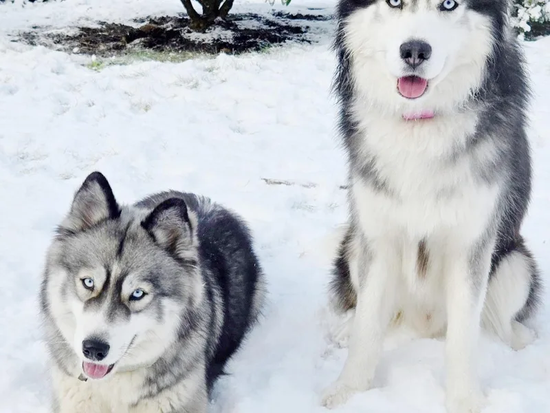 Black Diamond Siberian Huskies