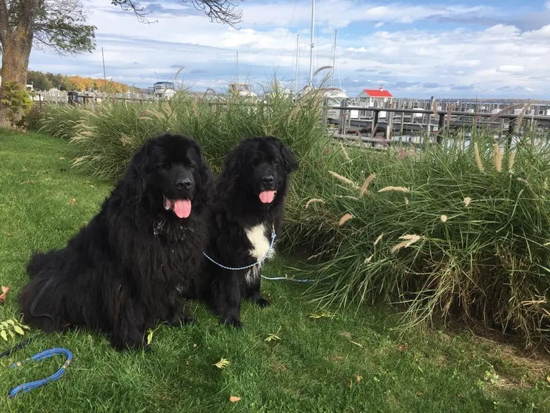 Black Dog Newfoundlands