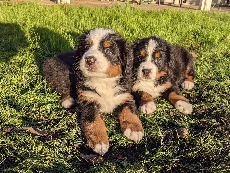 Black Forest Bernese