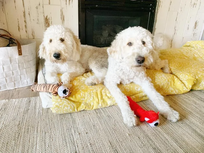 Black Forest Doodles