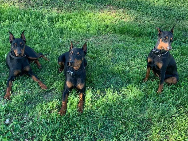 Black Forest German Pinschers photo 1