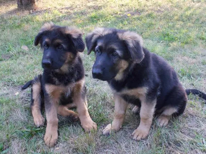 Black Forest German Shepherds photo 1