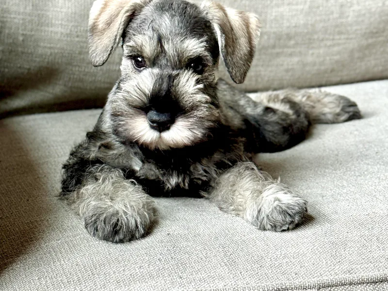 Black Gold Miniature Schnauzers