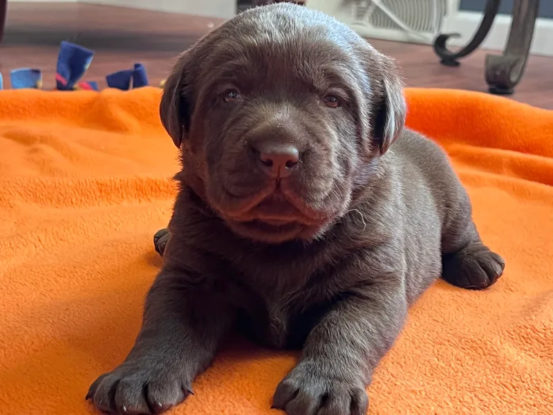 Black Hawk Labradors