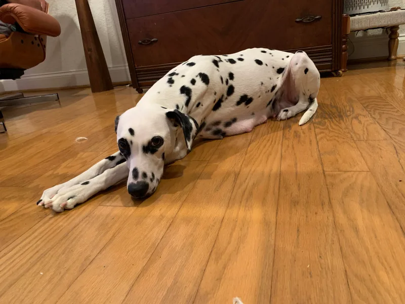 Black House Dalmatian