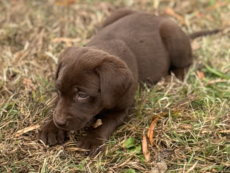 Black House Sports Dogs