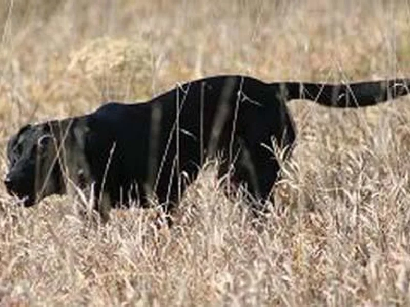 Black Ice Retrievers