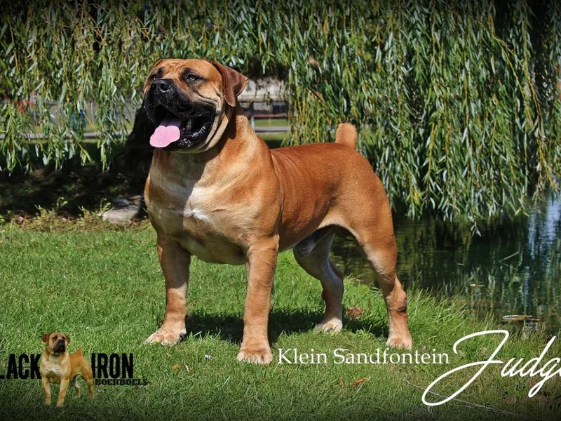 Black Iron Boerboels LLC