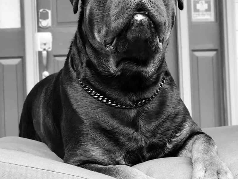 Black Jade Rottweilers