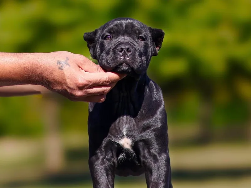 Black Knight Cane Corso
