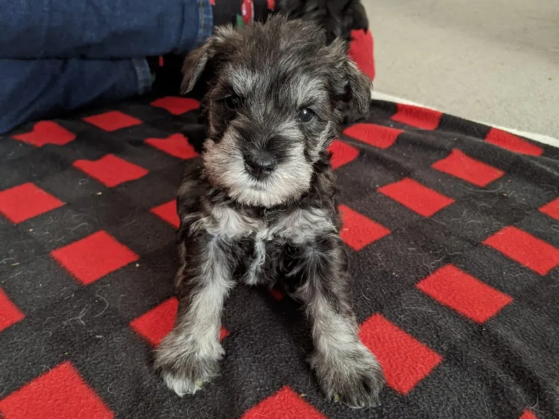 Black-Light Schnauzers