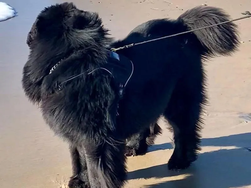 Black Lions Newfoundlands
