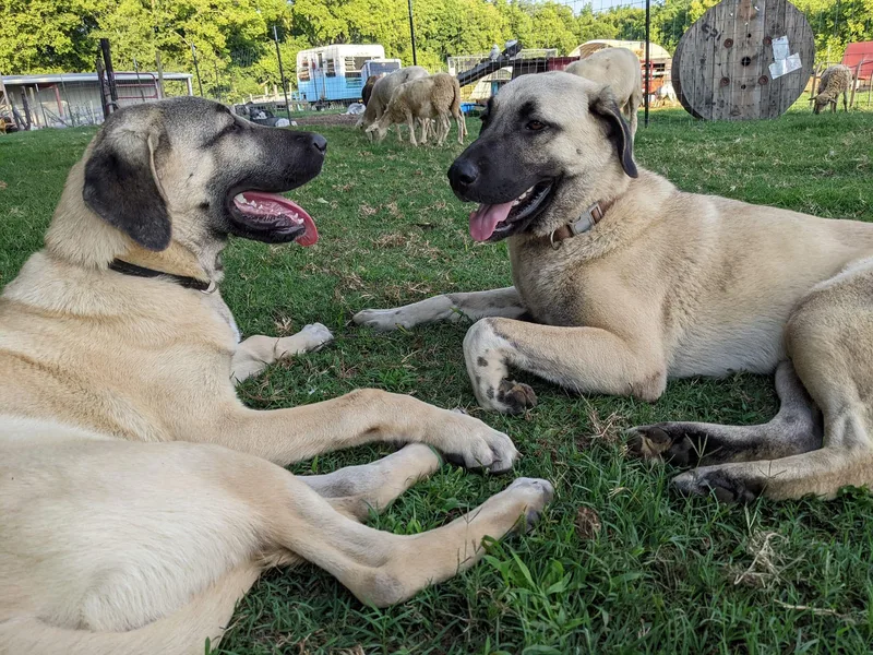 Black Locust Katahdins
