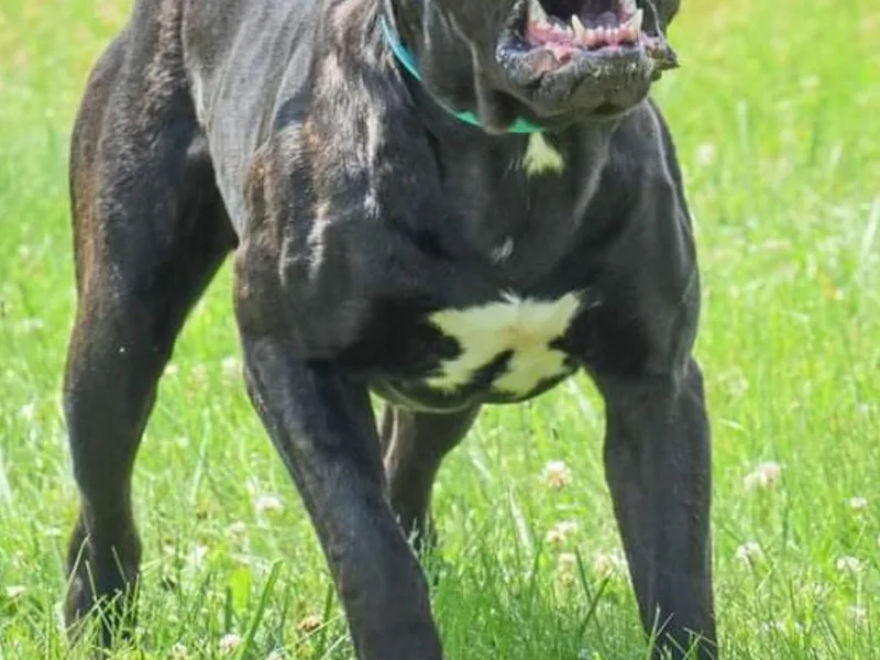 Black Magic Cane Corso