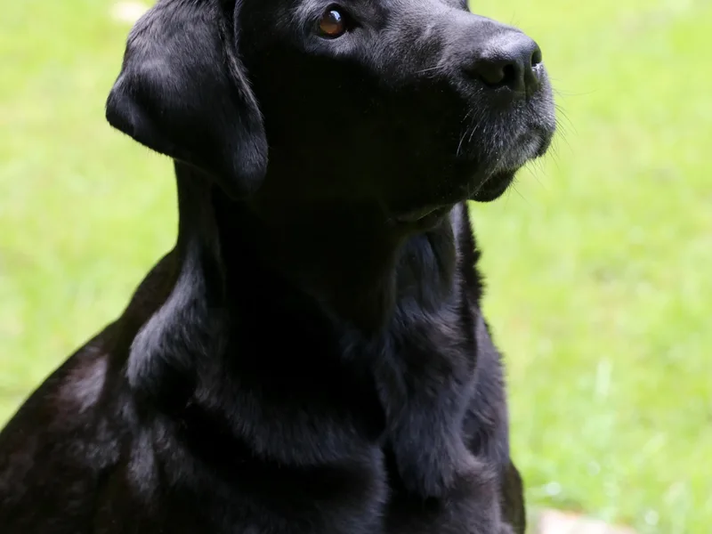 Black Magic's Labradors