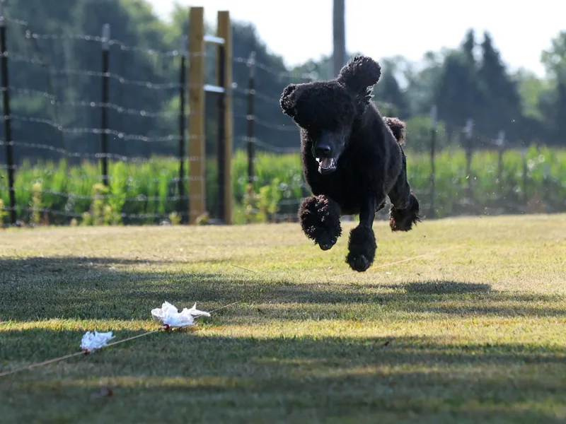 Black Magic Standard Poodles