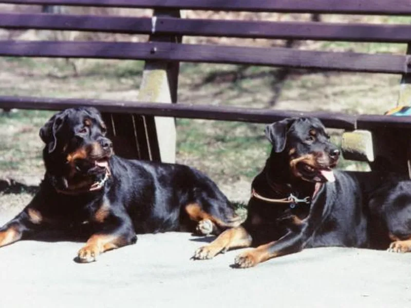 Black Moon Rottweilers