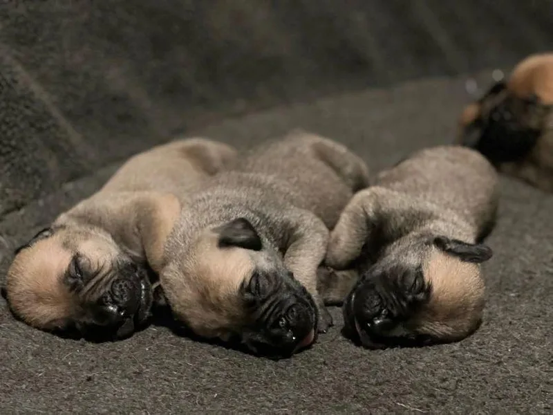 Black Mountain Bullmastiffs photo 1