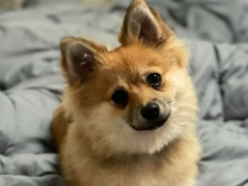 Black Mountain Kennels