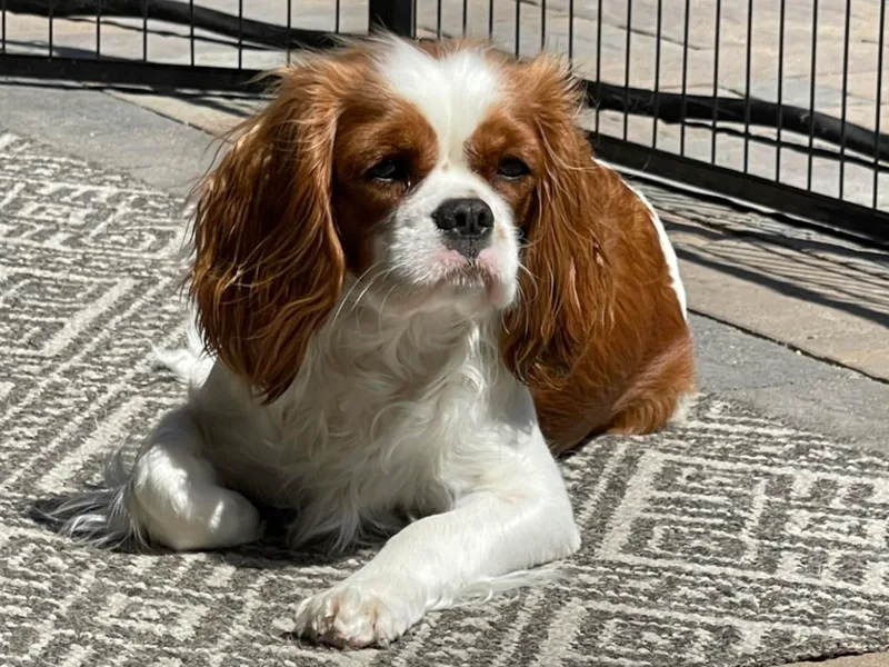 Black Mountain Ranch