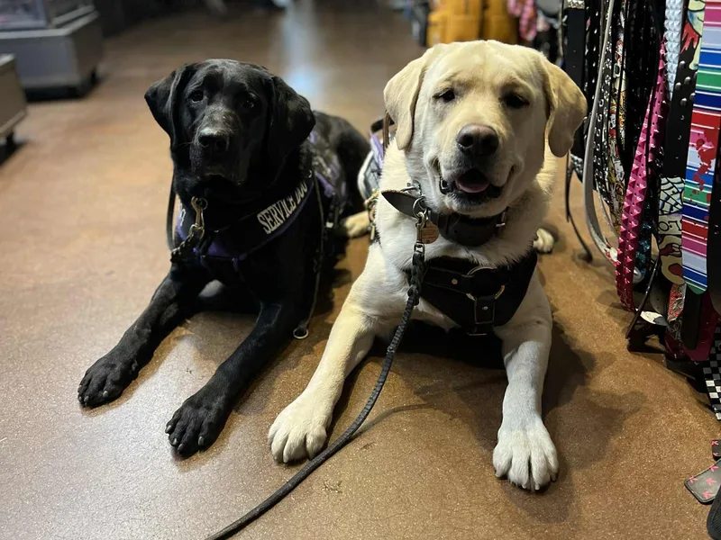Black Mountain Service Dogs