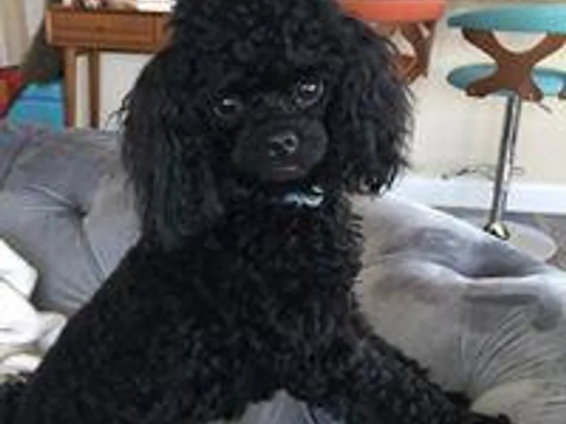 Black Mountain Toy Poodles