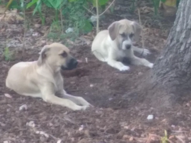 Black Mouth Cur Obsession