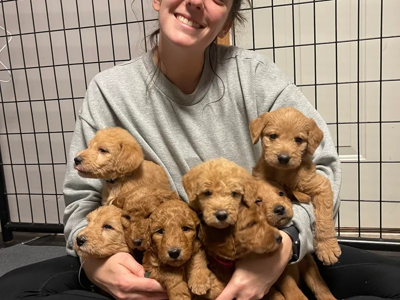 Black Oak Forrest Doodles