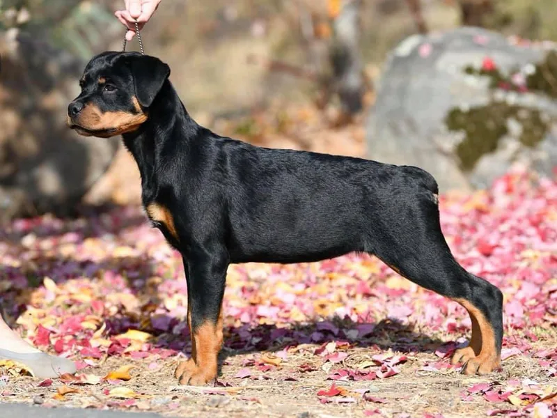 Black Onyx Rottweilers