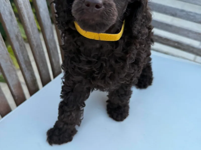 Black Pearl Poodle