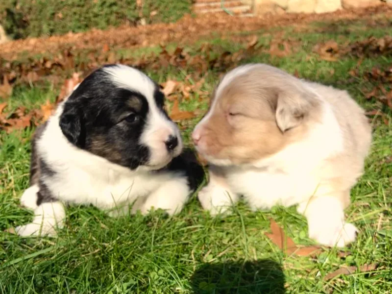 Black Pond Australian Shepherds