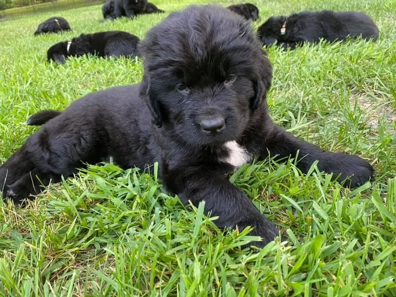 Black River Newfoundlands