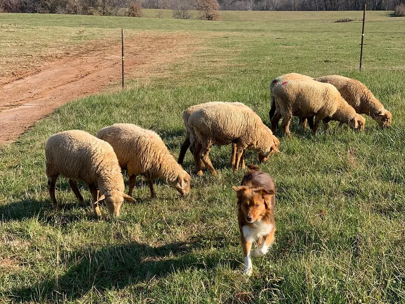 Black Rock Farm Aussies